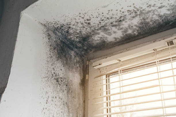 Affordable Bathroom Mold Removal solutions in Allenwood, NJ